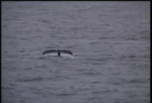 A humpback whale tail seen from the Explorer 20 hovercraft, 1998