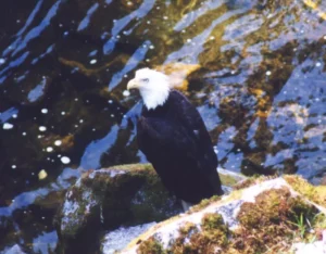 A bald eagle on a rock above the water at Anan Creek near Wrangell, Alaska, 1998