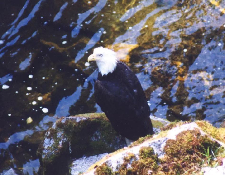 A bald eagle on a rock above the water at Anan Creek near Wrangell, Alaska, 1998