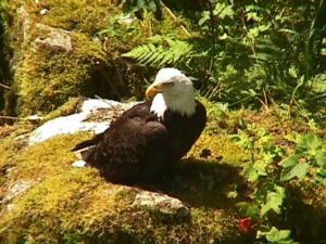 A bald eagle perched on a mossy rock at Anan Creek, 1998