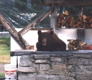 Scarface the black bear sitting in the salmon grill at Taku Lodge, 1998