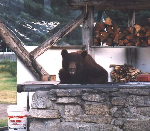 Scarface the black bear sitting in the salmon grill at Taku Lodge, 1998
