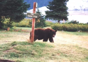 Scarface the black bear walking past the General Store sign at Taku Lodge, 1998