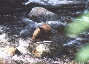 Luna the brown bear fishing in the falls at Anan Creek near Wrangell, 1998