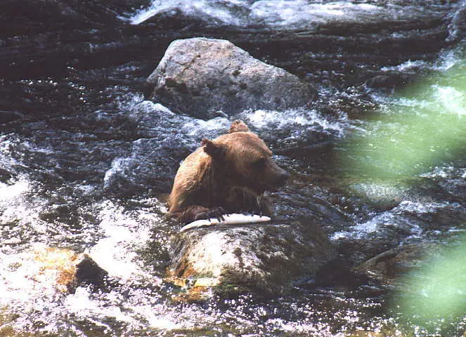 Luna the brown bear fishing in the falls at Anan Creek near Wrangell, 1998